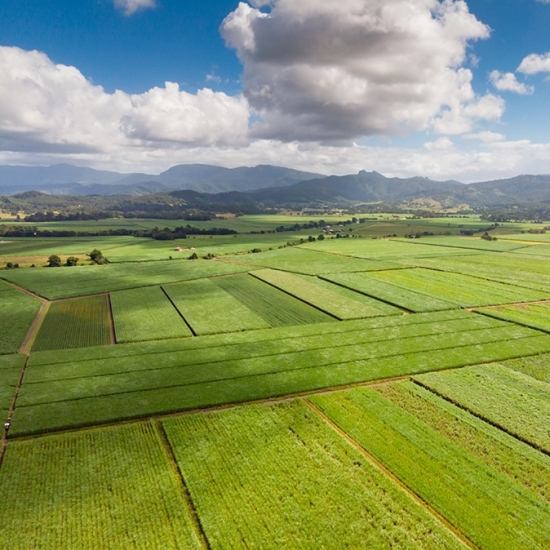 Setor sucroenergético estima moagem de 11,9 milhões de toneladas de cana na safra 2021/22