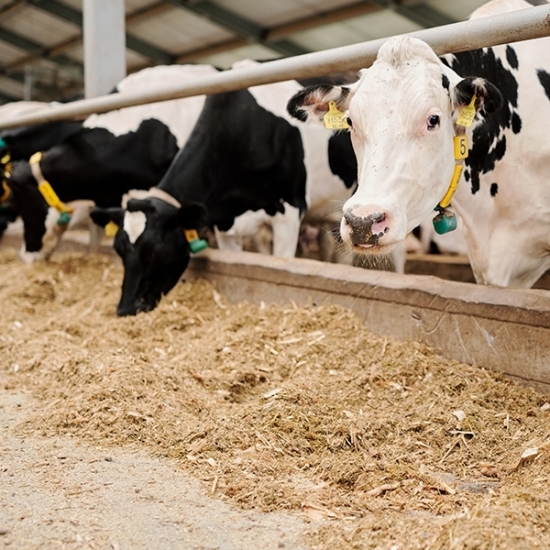 Exportação de carne bovina bate novo recorde em janeiro