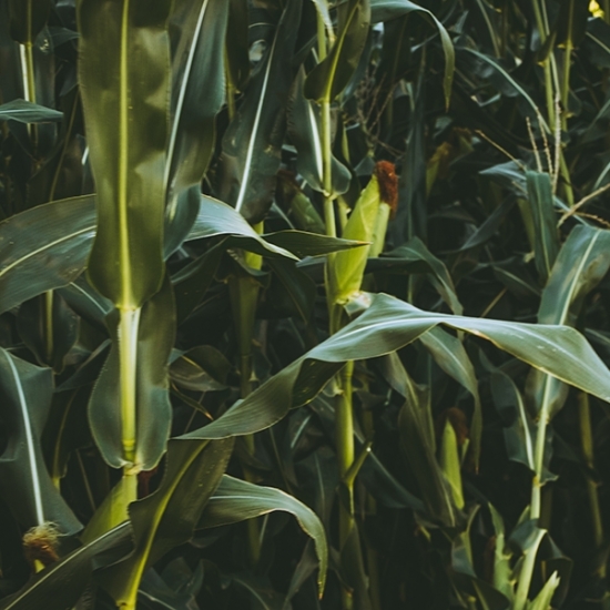 O que significa tornar a produção de alimentos mais sustentável
