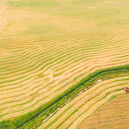 Produtividade de safra de cana do Centro-Sul fica estável em junho ante 2021/22, afirma CTC
